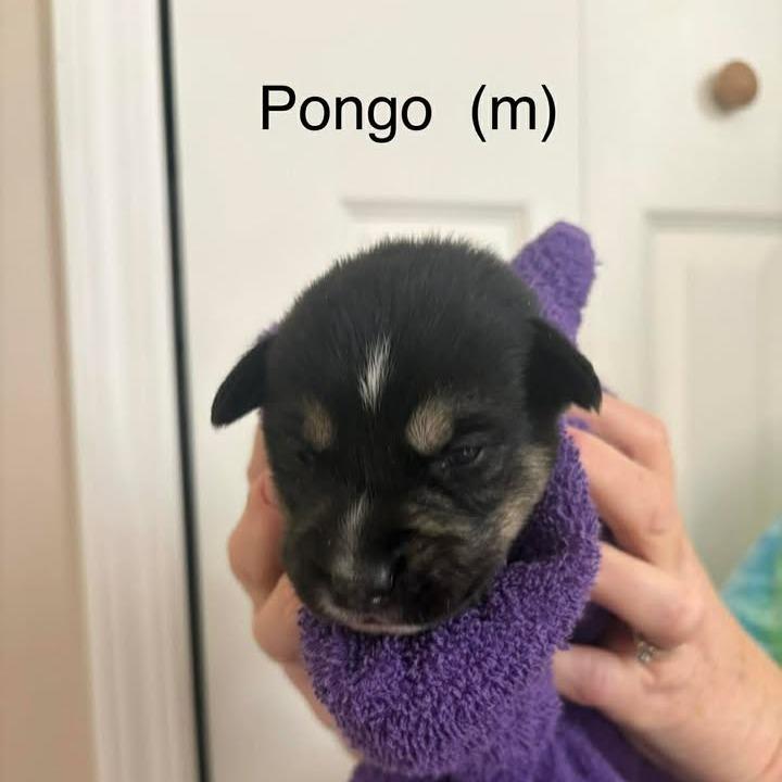 Pongo, Adoptable, Puppy Male Mixed Breed.