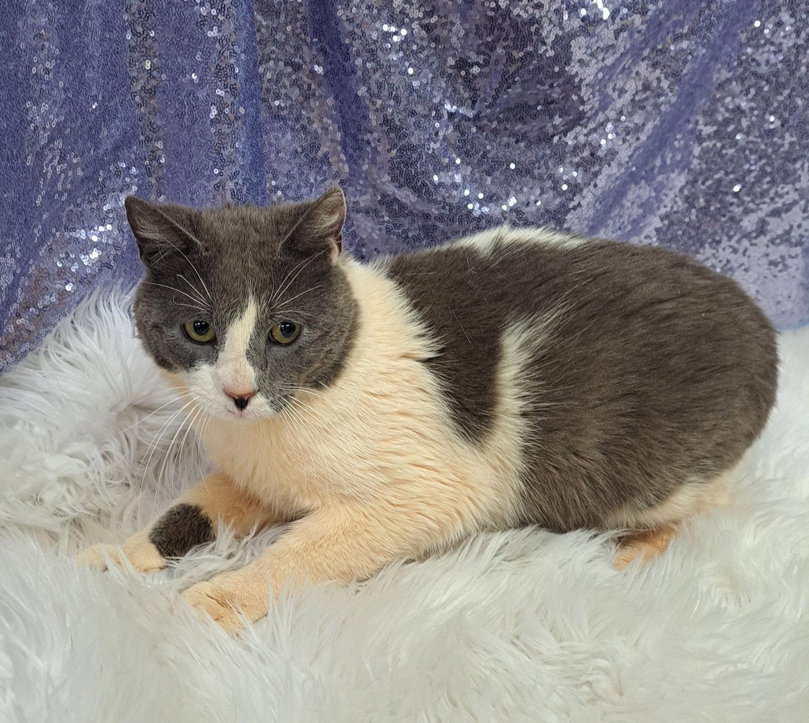 Quail (Petsense), Adoptable, Adult Male Domestic Short Hair.