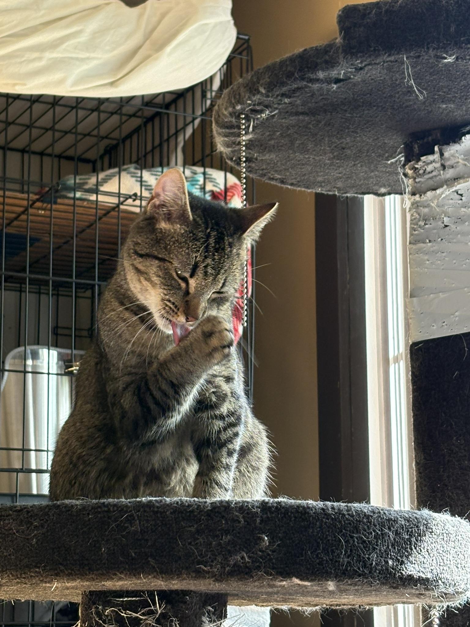 Enlarge Norm, a ADOPTABLE Domestic Short Hair in Shakopee, MN image 6/6