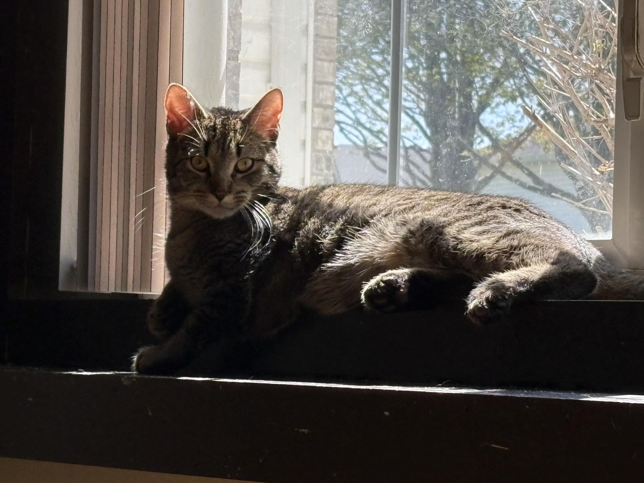 Enlarge Norm, a ADOPTABLE Domestic Short Hair in Shakopee, MN image 5/6