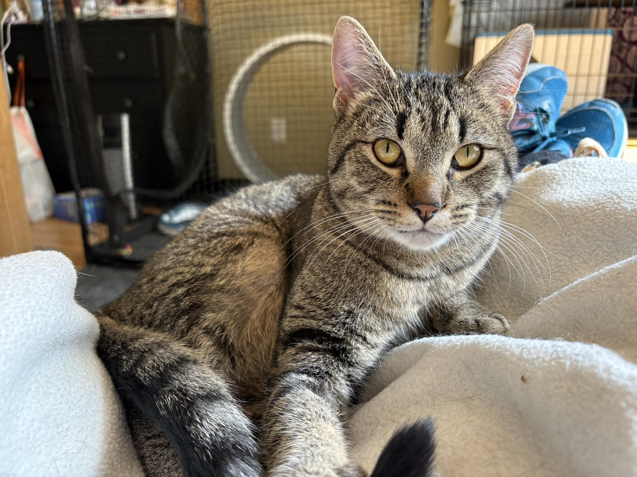 Enlarge Norm, a ADOPTABLE Domestic Short Hair in Shakopee, MN image 4/6
