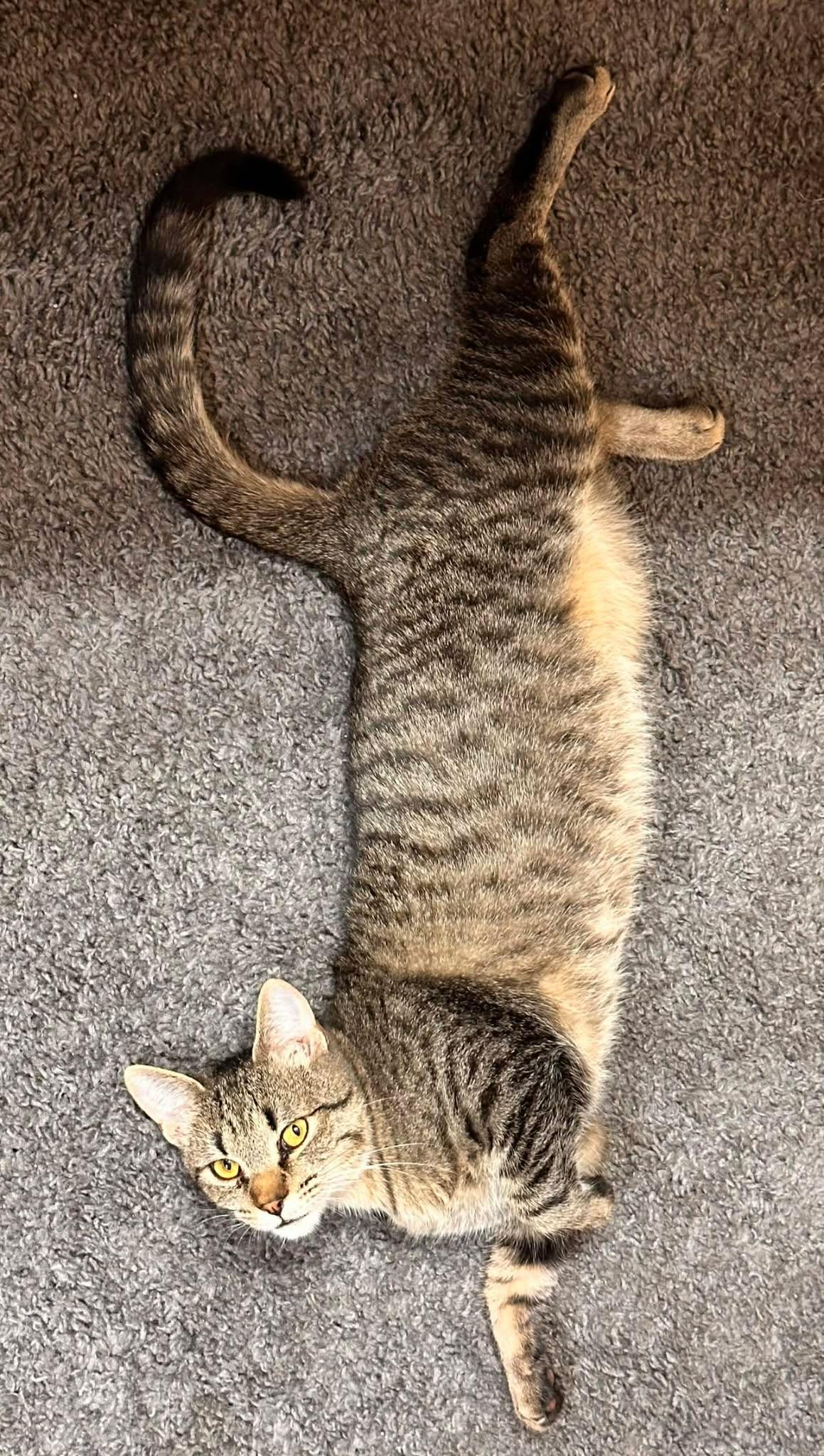 Enlarge Norm, a ADOPTABLE Domestic Short Hair in Shakopee , MN image 2/2