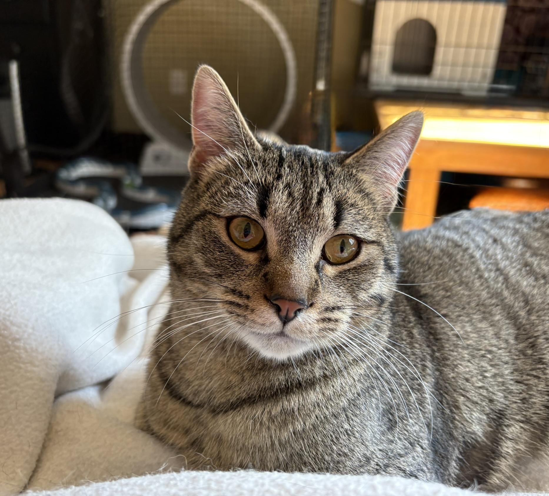 Norm, ADOPTABLE, Kitten Male Domestic Short Hair.