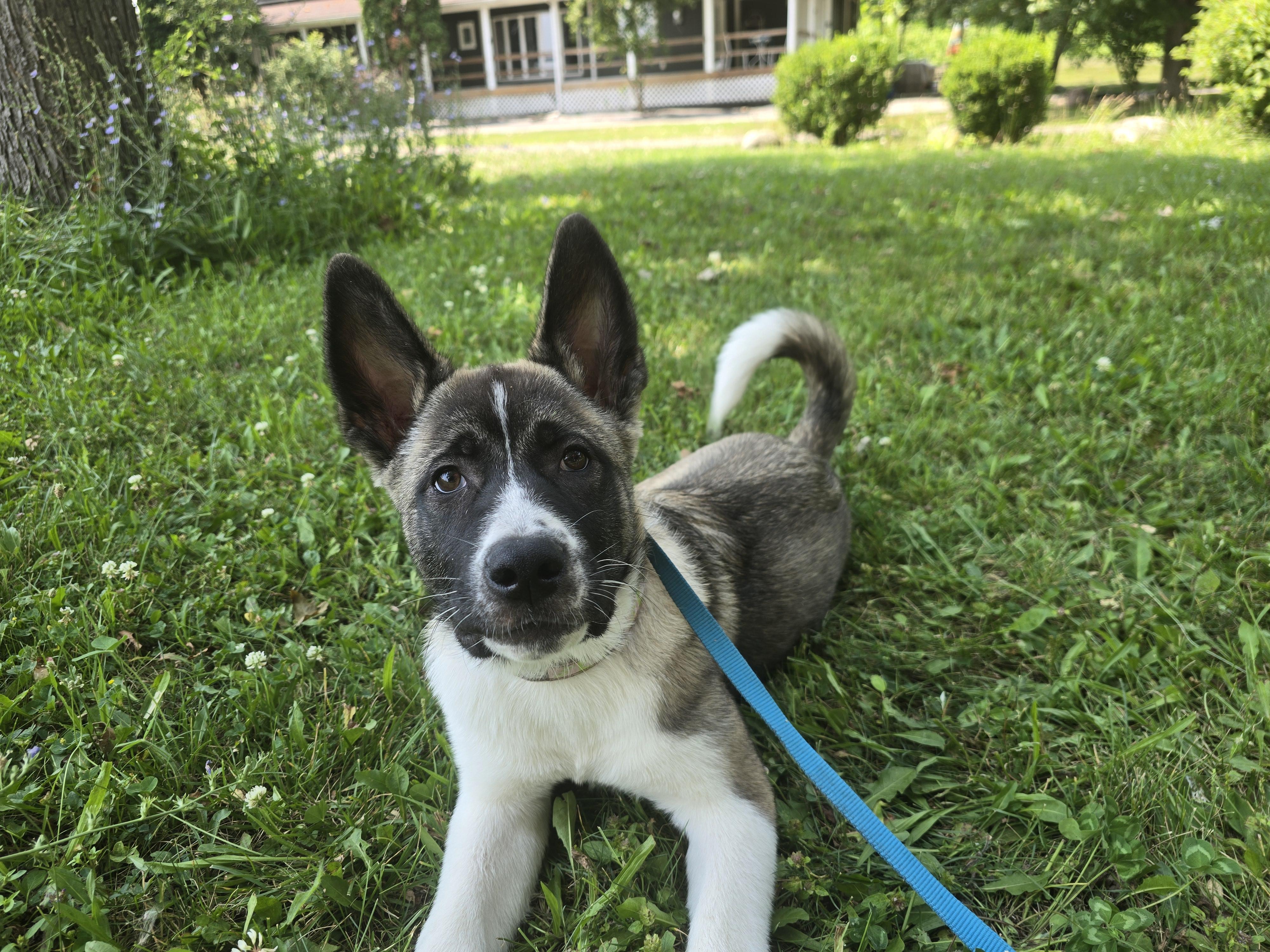 Enlarge Bubbles, an adopted Akita in Chicago, IL image 3/6