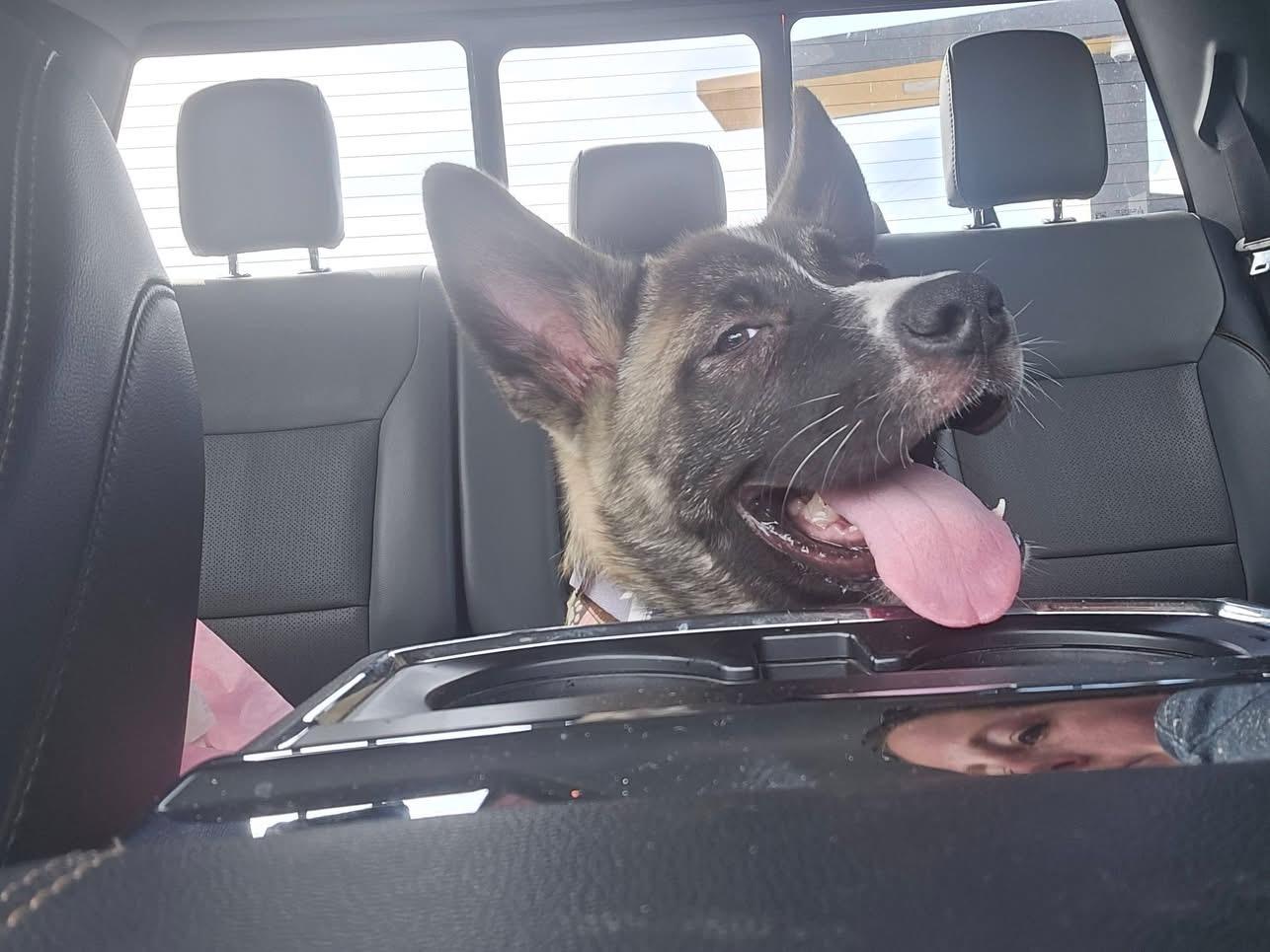 Enlarge Bubbles, an adopted Akita in Chicago, IL image 5/6