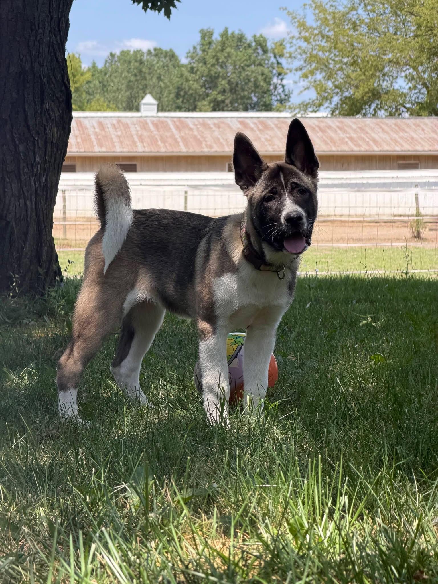 Enlarge Bubbles, an adopted Akita in Chicago, IL image 1/6