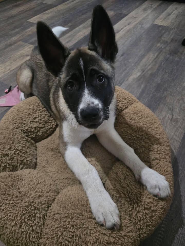 Enlarge Bubbles, an adopted Akita in Chicago, IL image 4/6
