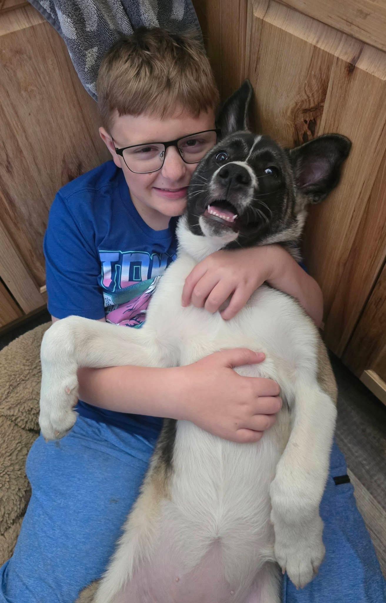 Enlarge Bubbles, an adopted Akita in Chicago, IL image 2/6