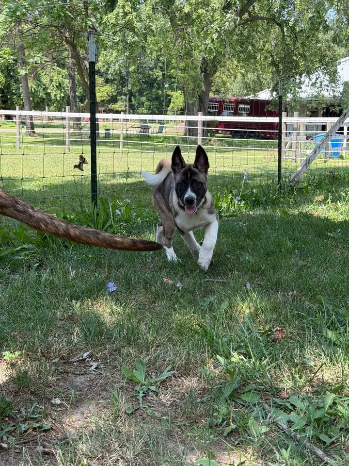 Enlarge Bubbles, an adopted Akita in Chicago, IL image 6/6