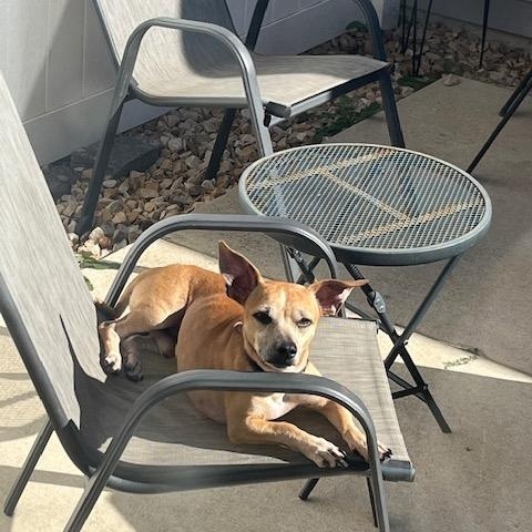 Jack, Adoptable, Adult Male Chihuahua.