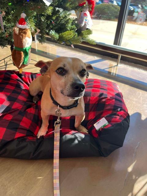 Enlarge Jack, a Adoptable mixed breed in Lowell, IN image 1/6