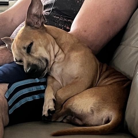 Enlarge Jack, a Adoptable mixed breed in Lowell, IN image 4/6