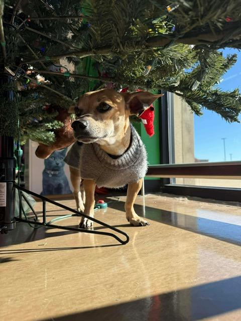 Enlarge Jack, a Adoptable mixed breed in Lowell, IN image 2/6