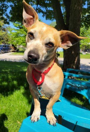 Jack, a Adoptable mixed breed in Lowell, IN image 1/5