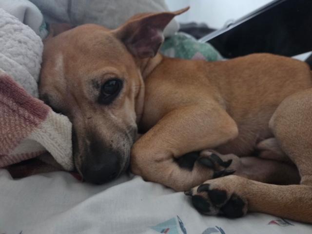 Enlarge Jack, a Adoptable mixed breed in Lowell, IN image 5/6