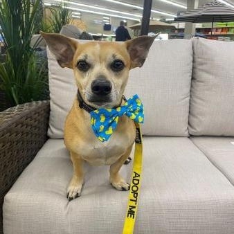 Enlarge Jack, a Adoptable mixed breed in Lowell, IN image 1/6