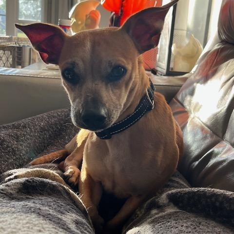 Enlarge Jack, a Adoptable mixed breed in Lowell, IN image 6/6