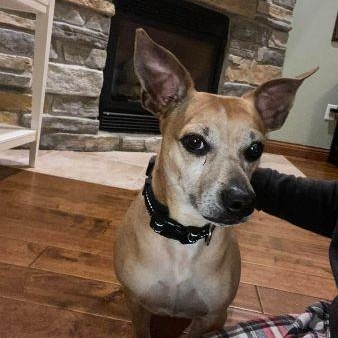 Jack, a Adoptable mixed breed in Lowell, IN image 3/5
