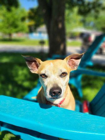 Jack, a Adoptable mixed breed in Lowell, IN image 5/5