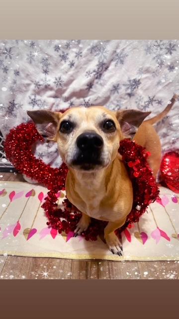 Jack, Adoptable, Adult Male Chihuahua.