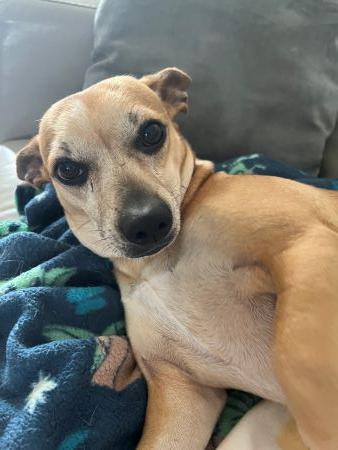 Jack, a Adoptable mixed breed in Lowell, IN image 4/5