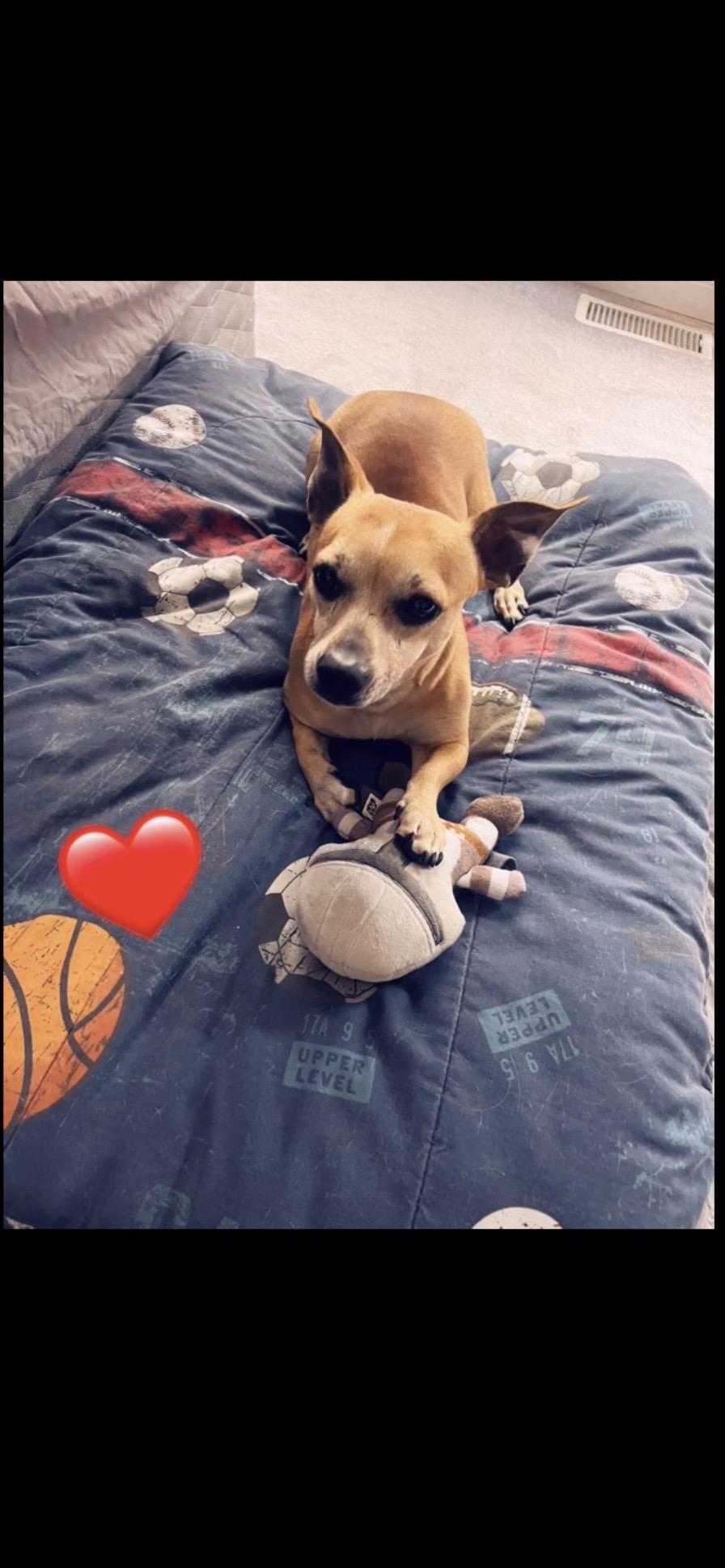 Enlarge Jack, a Adoptable mixed breed in Lowell, IN image 2/5