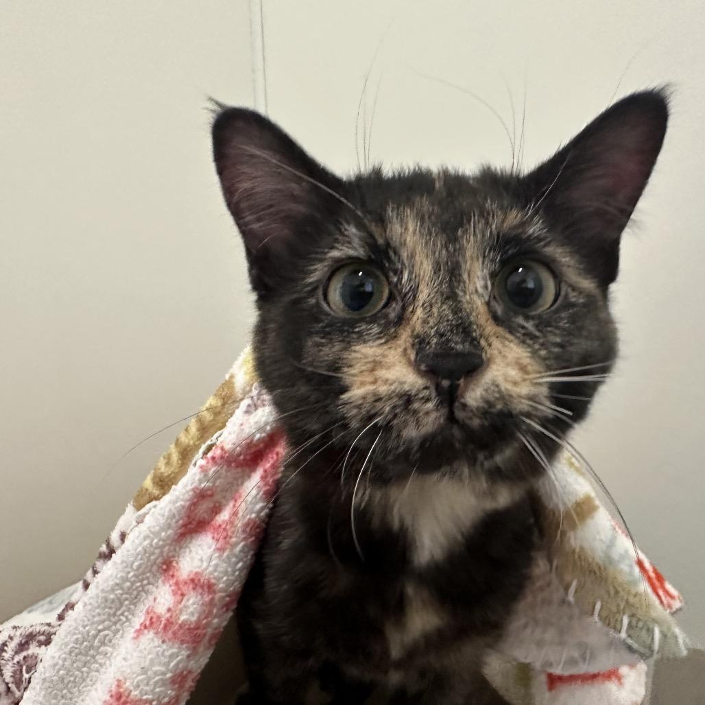 Fable — thumbnail 2