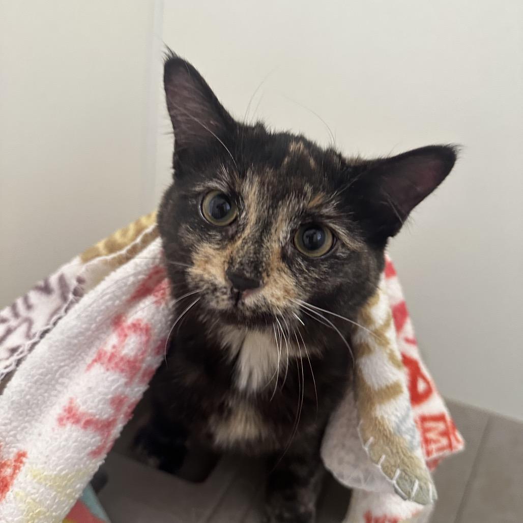 Fable — thumbnail 3