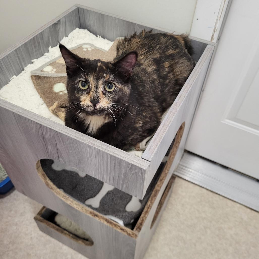 Fable — thumbnail 4