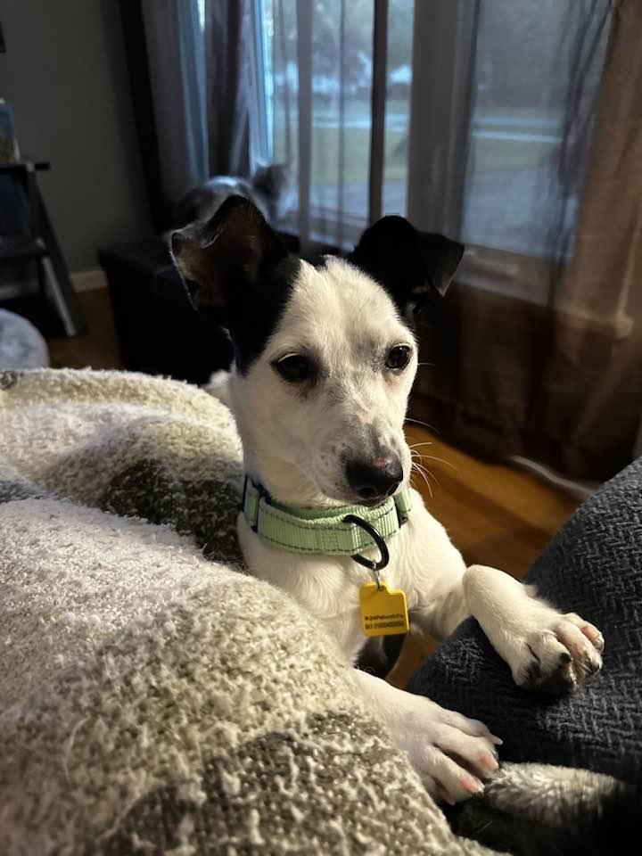 Enlarge Jake, a Adoptable mixed breed in North Olmsted, OH image 2/5