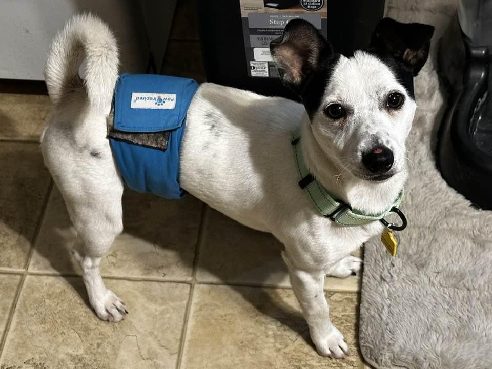 Enlarge Jake, a Adoptable mixed breed in North Olmsted, OH image 4/5