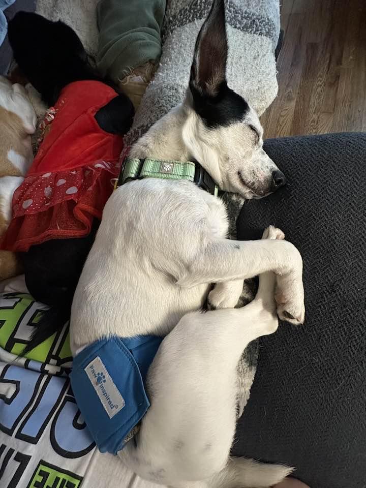 Enlarge Jake, a Adoptable mixed breed in North Olmsted, OH image 5/5