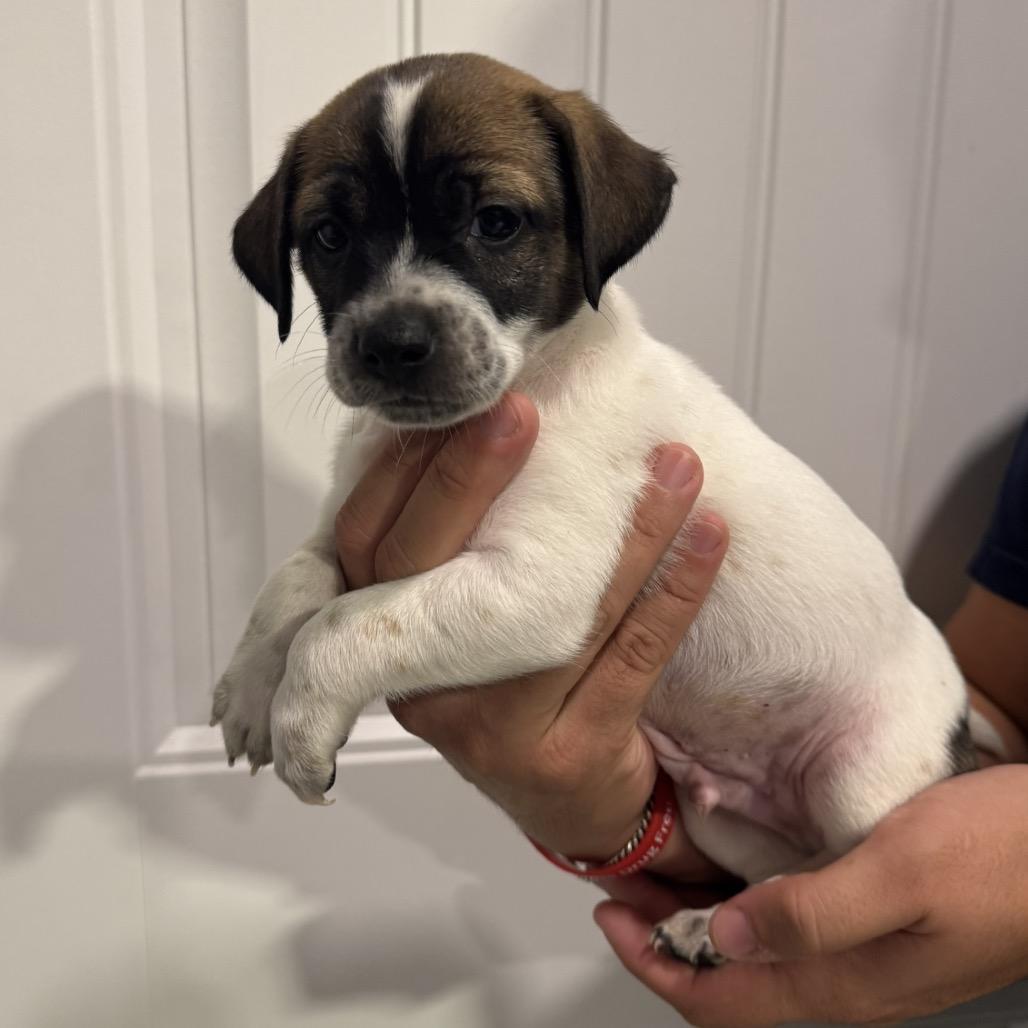 Mystery, Adoptable, Puppy Male Pug & Mixed Breed.