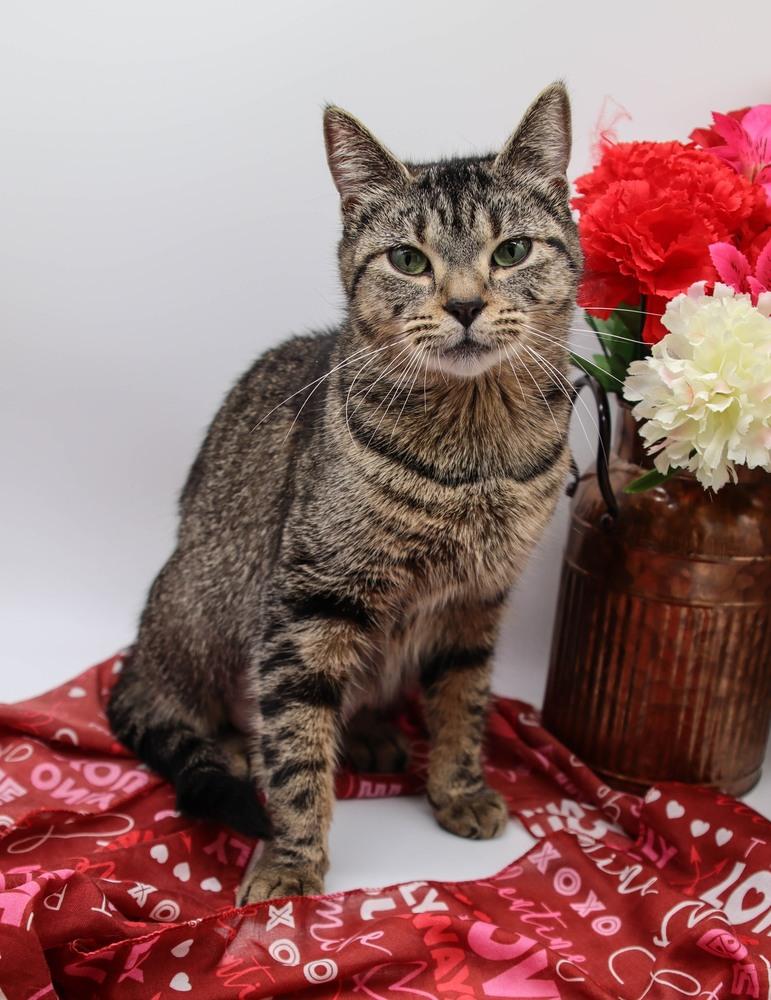 Enlarge Olivia XVII, a Adoptable Domestic Short Hair in Muskegon, MI image 1/1