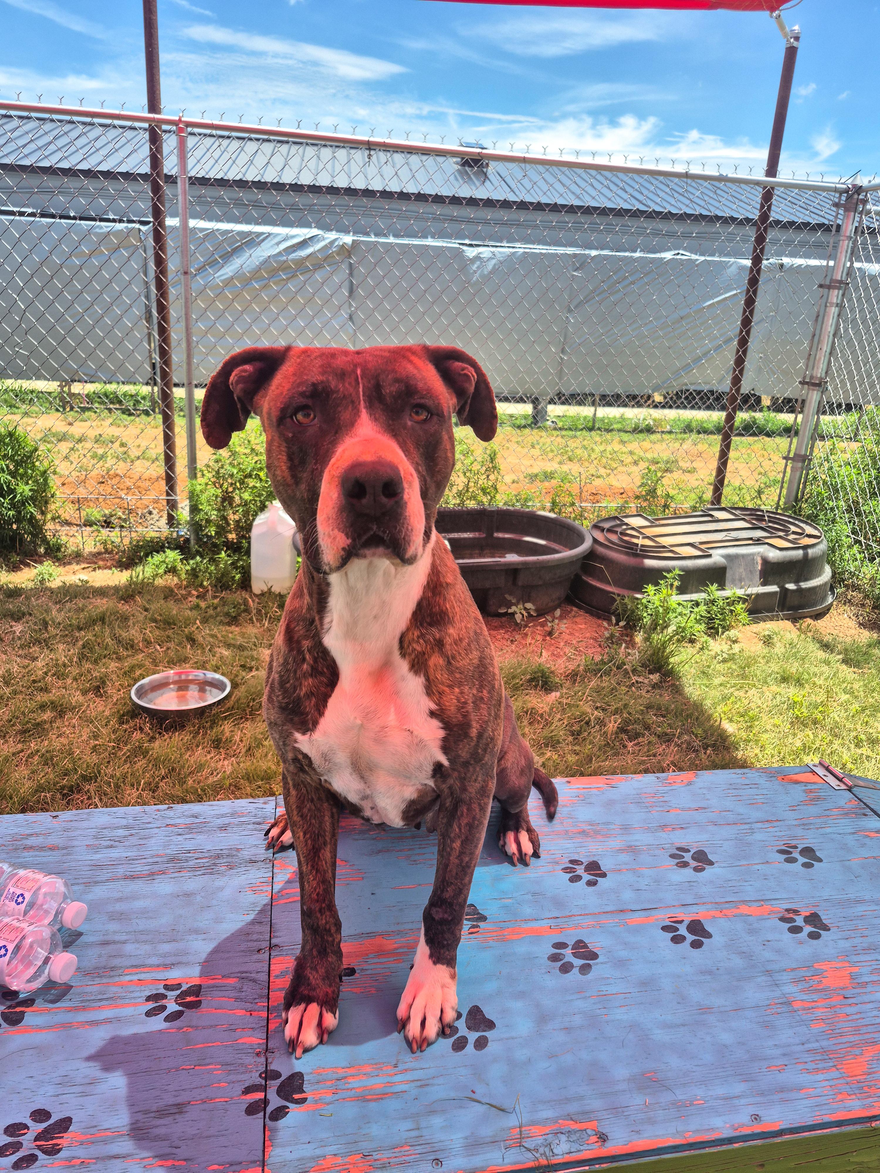 Journey, Adult Female Pit Bull Terrier