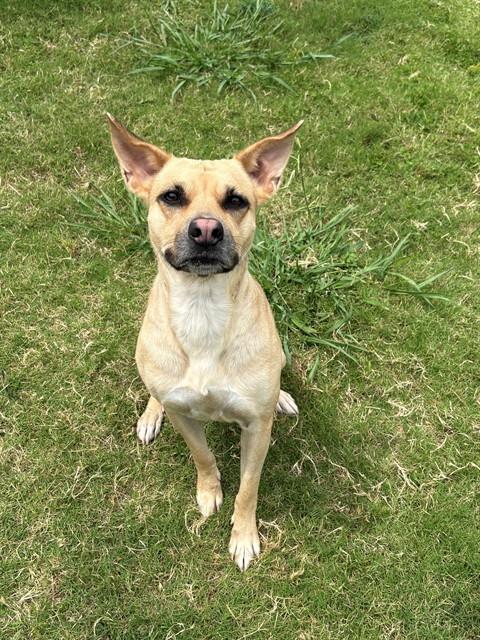 Enlarge SANDY BEAR, a Adoptable mixed breed in Forney, TX image 1/1