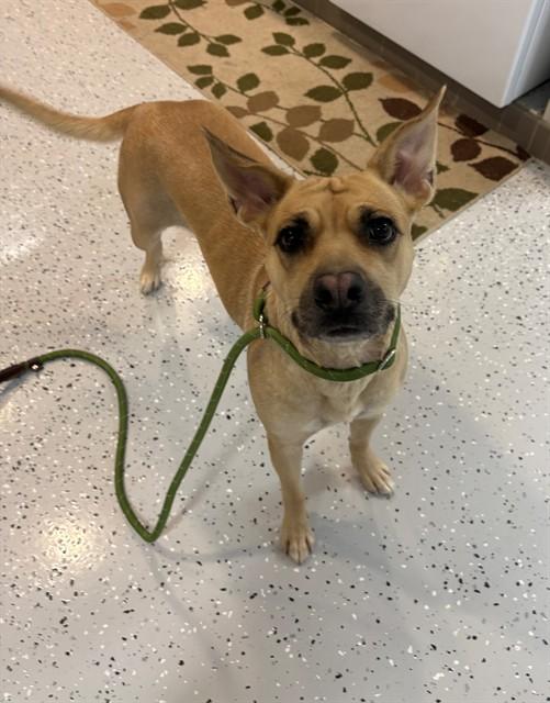 Enlarge SANDY BEAR, a Adoptable mixed breed in Forney, TX image 1/1