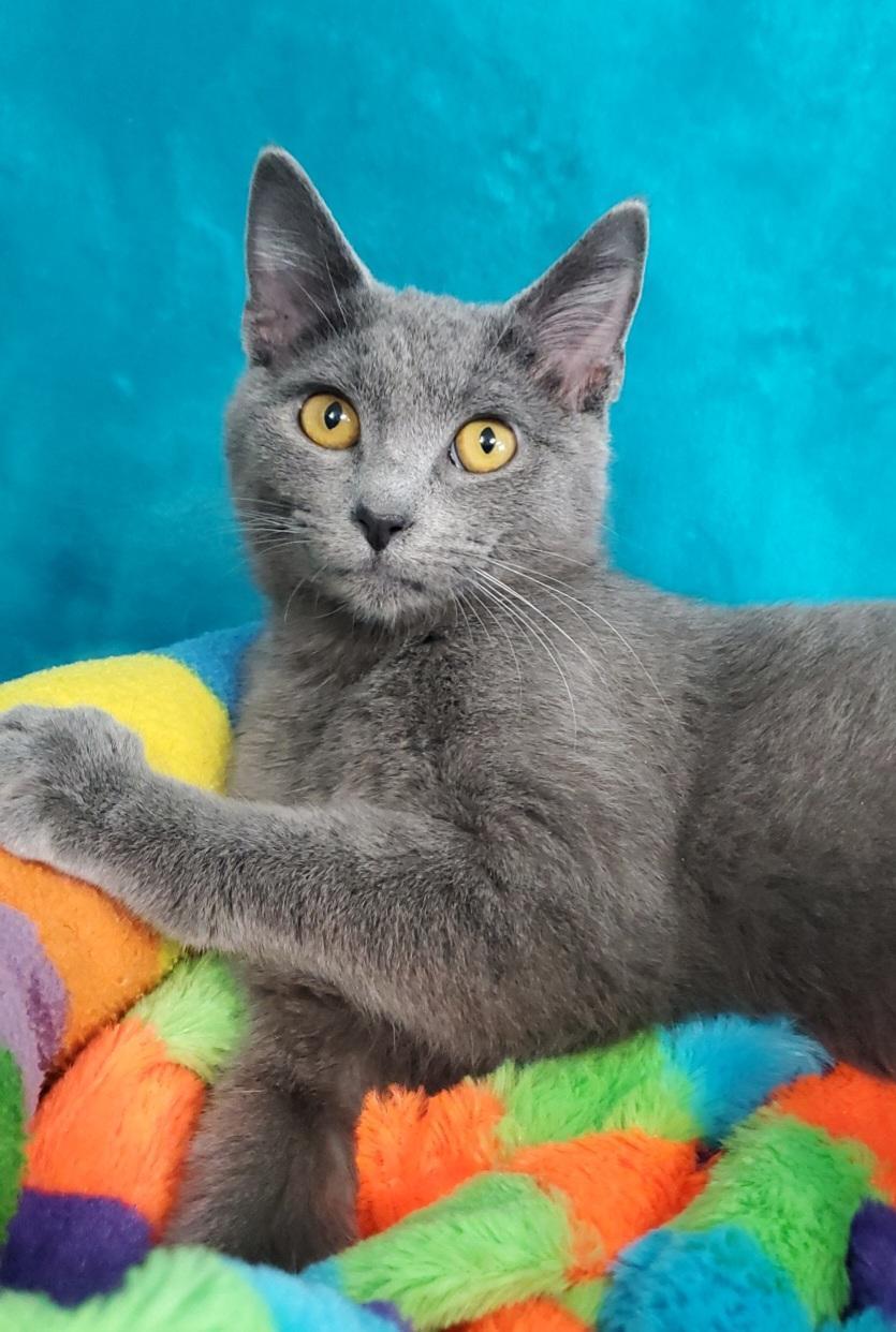 Enlarge Izzy, a Adoptable Domestic Short Hair in Greenville, IL image 1/1