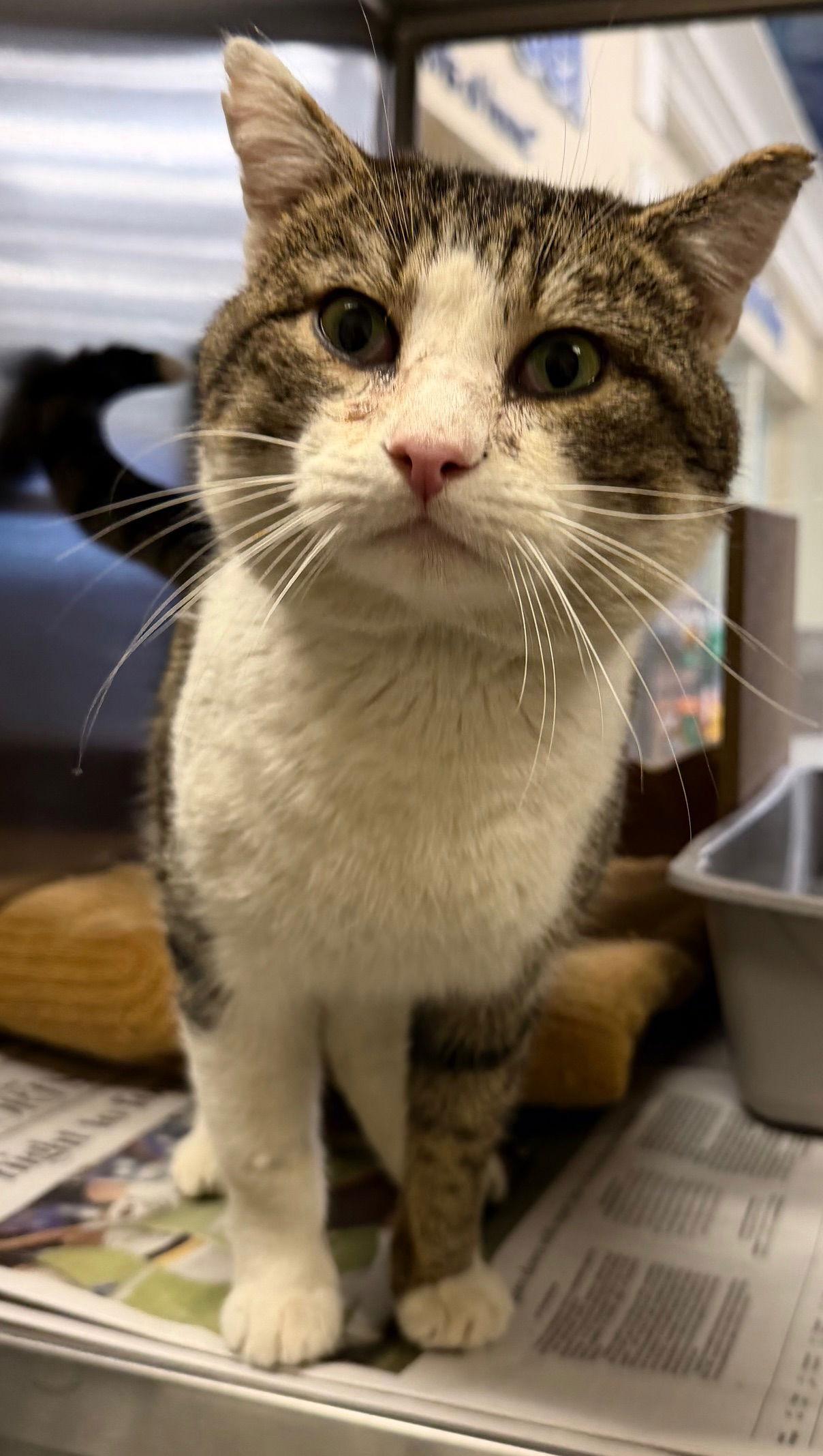 Monopoly — thumbnail 3