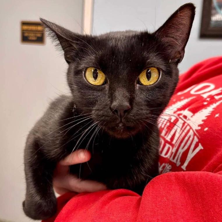 Enlarge Hibiscus  *Meet me at Plymouth Petsmart*, a Adoptable Domestic Short Hair in Buffalo, MN image 1/1