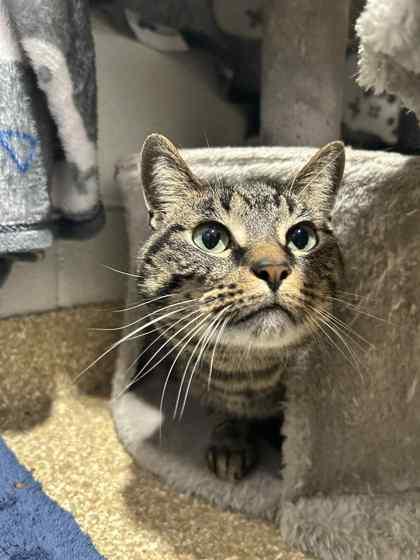 Candy Corn, Adoptable, Kitten Male Domestic Short Hair & Domestic Short Hair.