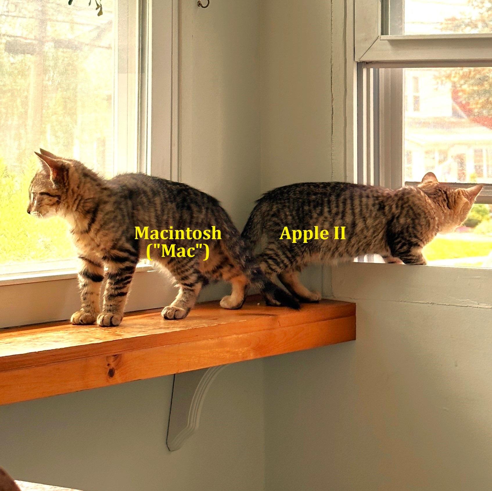 Macintosh (Mac)