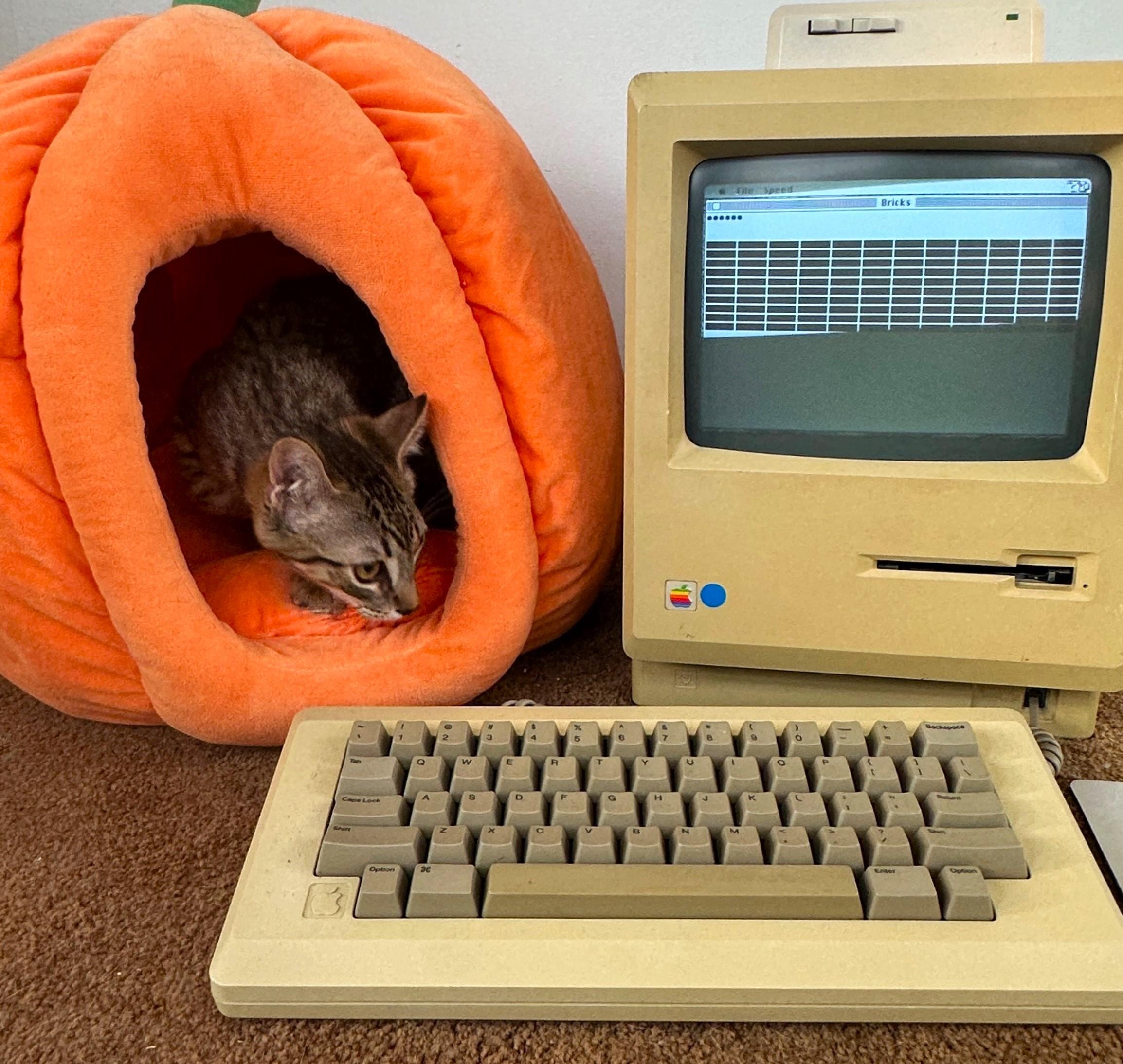 Macintosh (Mac)