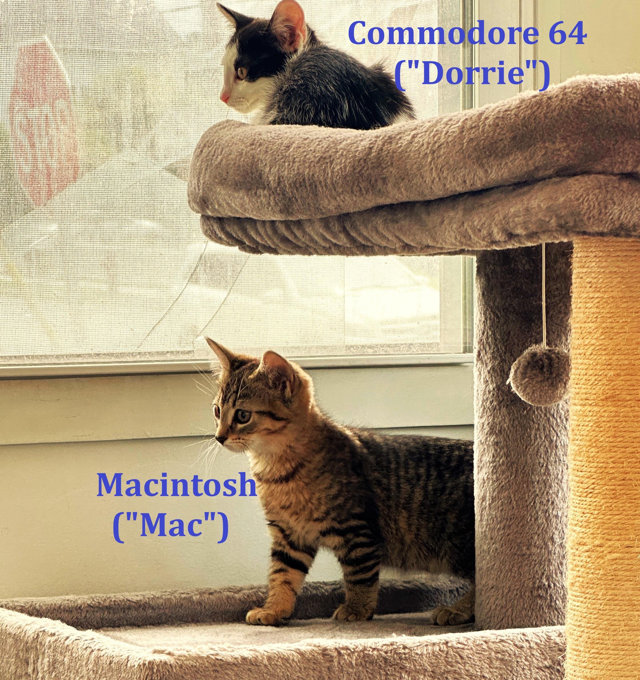 Macintosh (Mac)