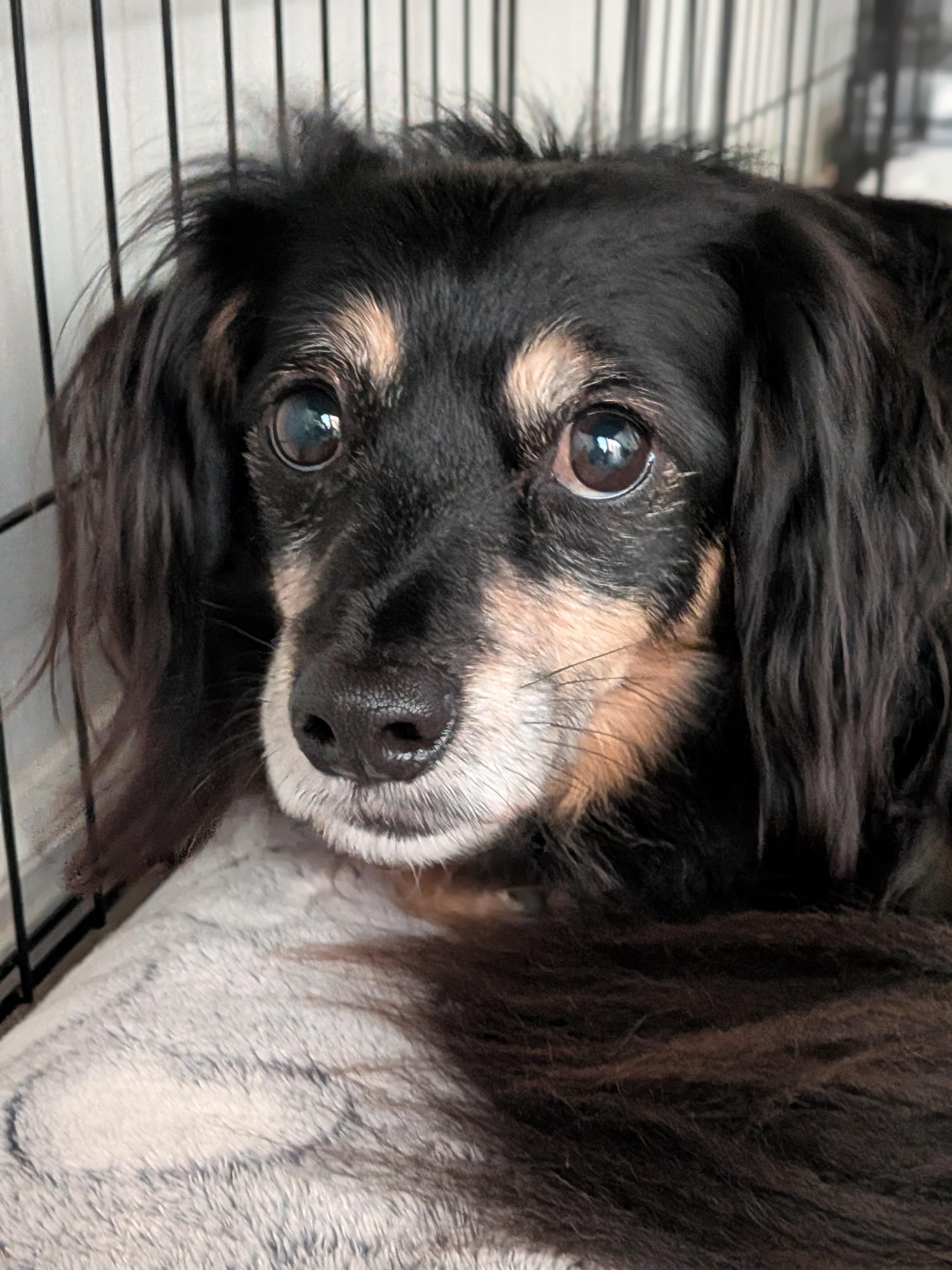 Mose, Adoptable, Young Male Shetland Sheepdog / Sheltie & Spaniel.