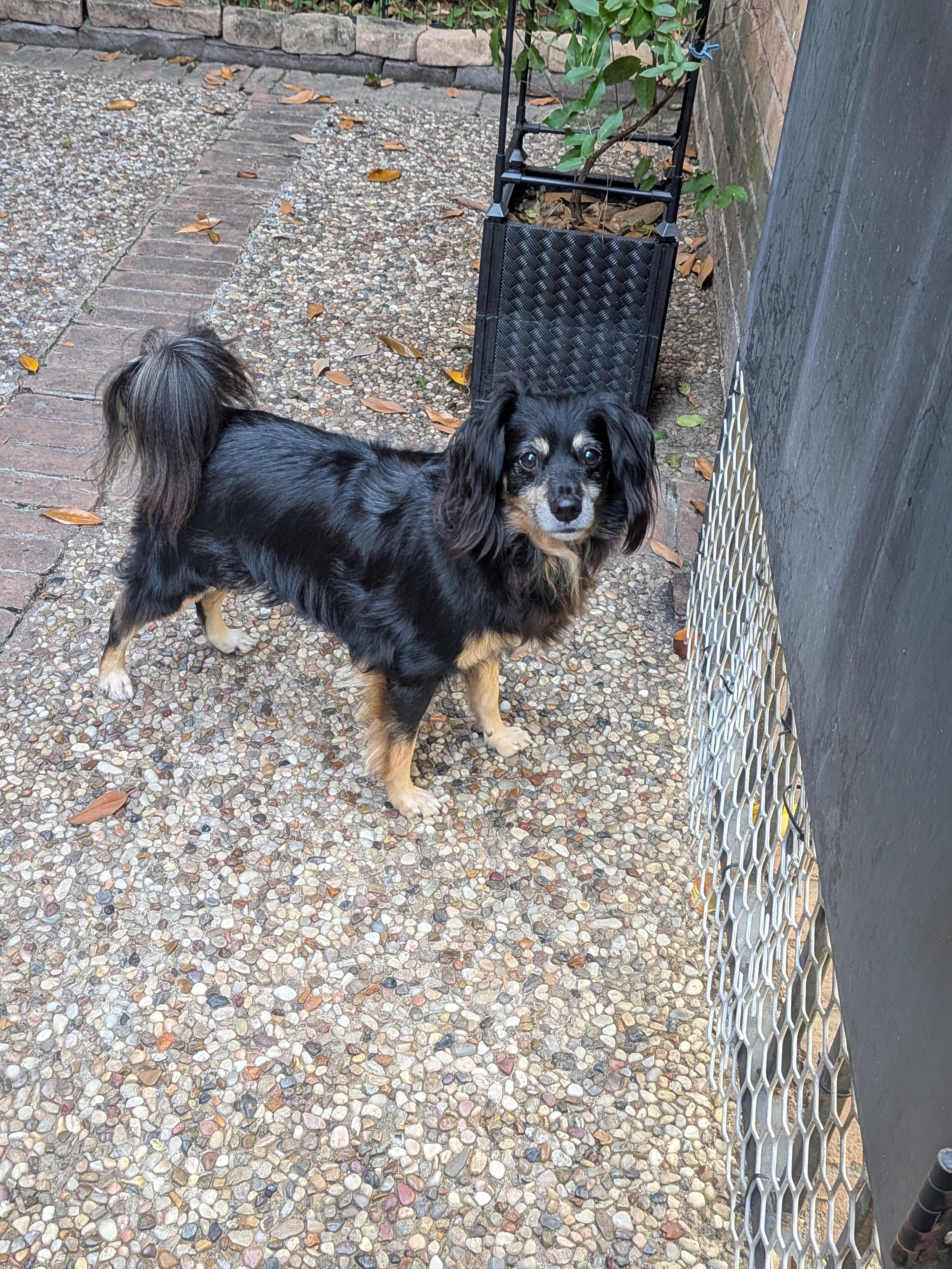 Mose, a Adoptable mixed breed in Houston, TX image 5/5