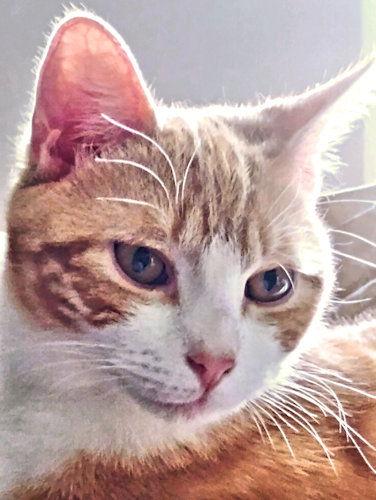 Enlarge Tigger, a Adopted Tabby in Rutherfordton, NC image 1/3