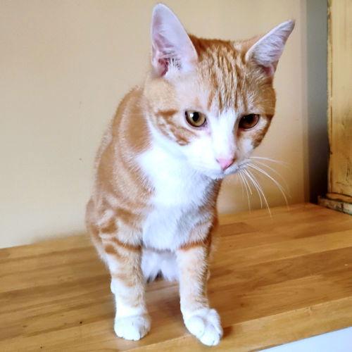 Enlarge Tigger, a Adopted Tabby in Rutherfordton, NC image 2/3