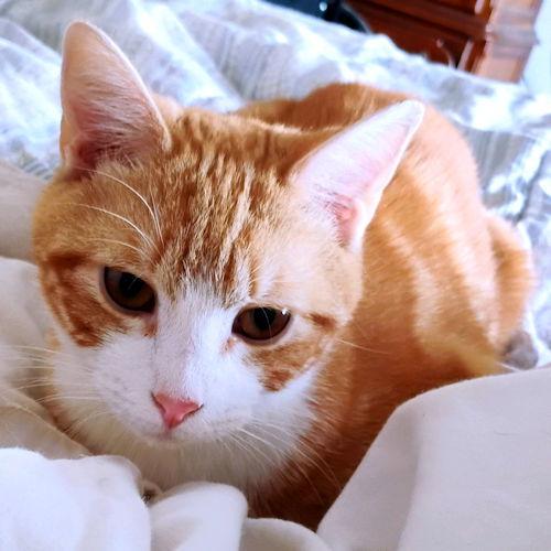 Enlarge Tigger, a Adopted Tabby in Rutherfordton, NC image 3/3