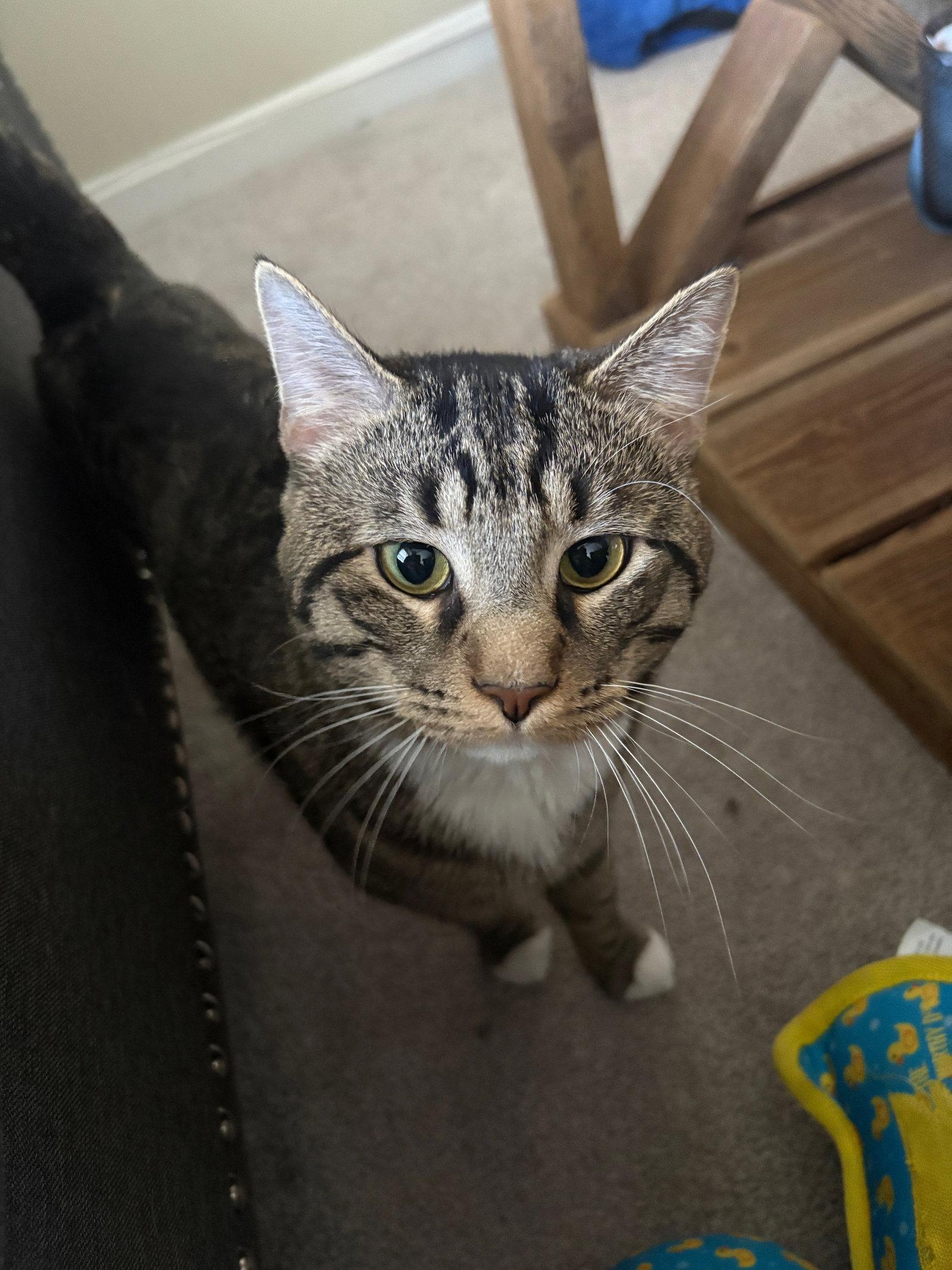 Enlarge Milo, a Adoptable Domestic Short Hair in Reston, VA image 2/3